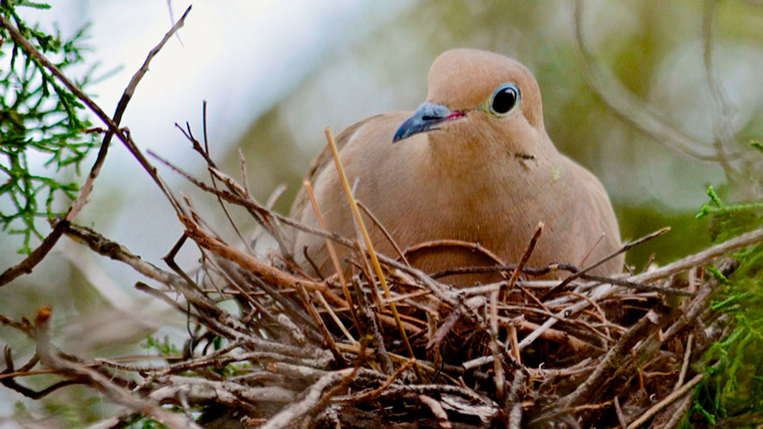 Science: шумовое загрязнение от транспорта повреждает ДНК молодых птиц